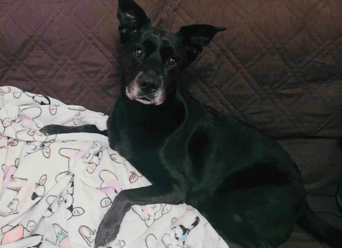 Available Dogs Hearts & Tails of Hope Pet Rescue