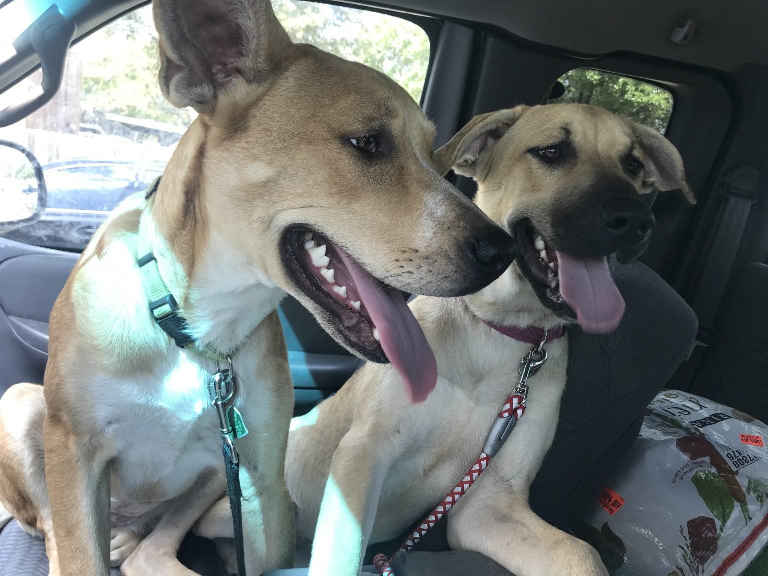 Contact Hearts & Tails of Hope Pet Rescue